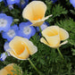 Eschscholzia Californica - Alba Grow Organic