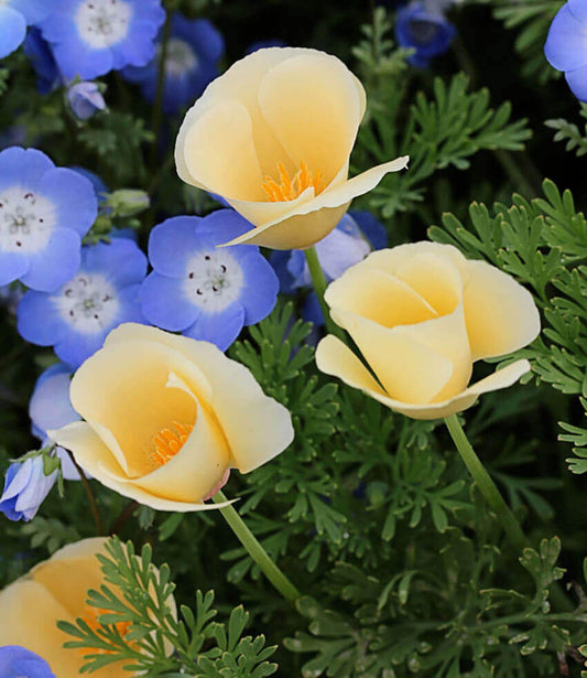Eschscholzia Californica - Alba Grow Organic