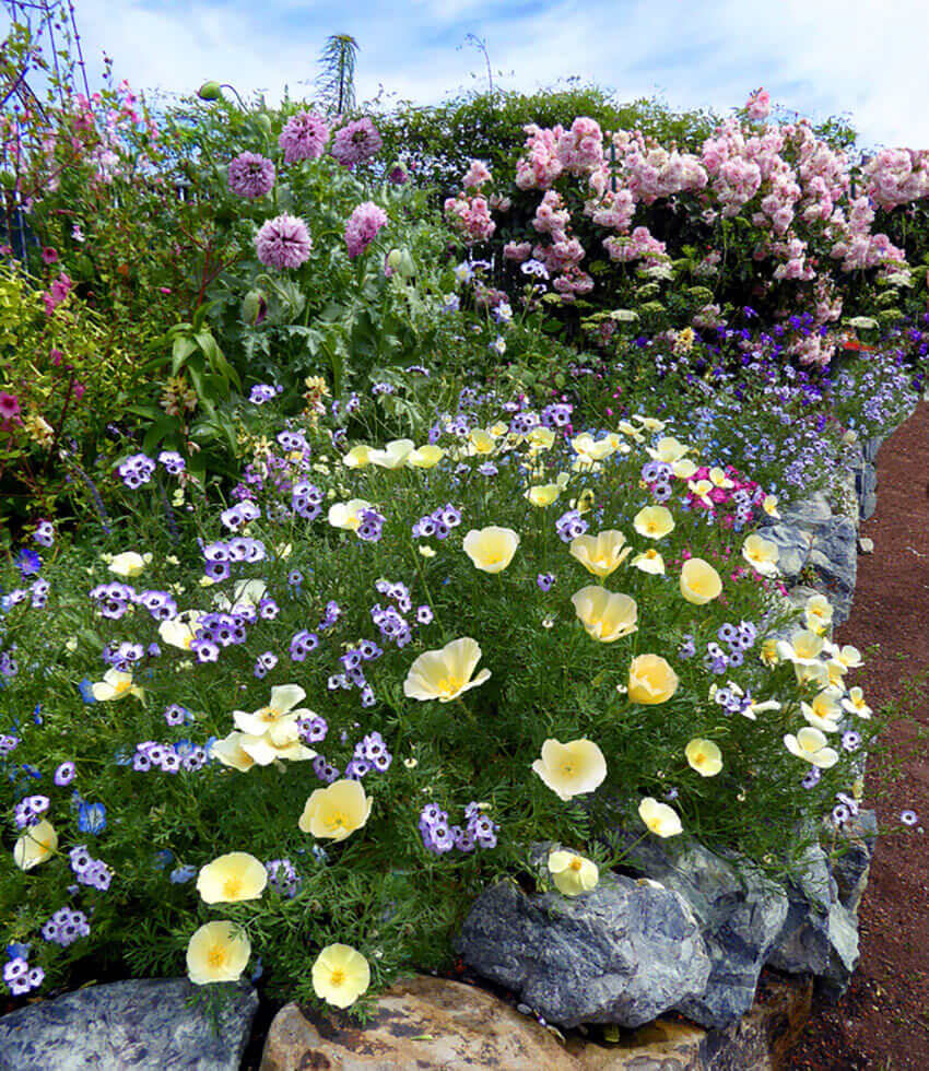 Eschscholzia Californica - Alba Grow Organic