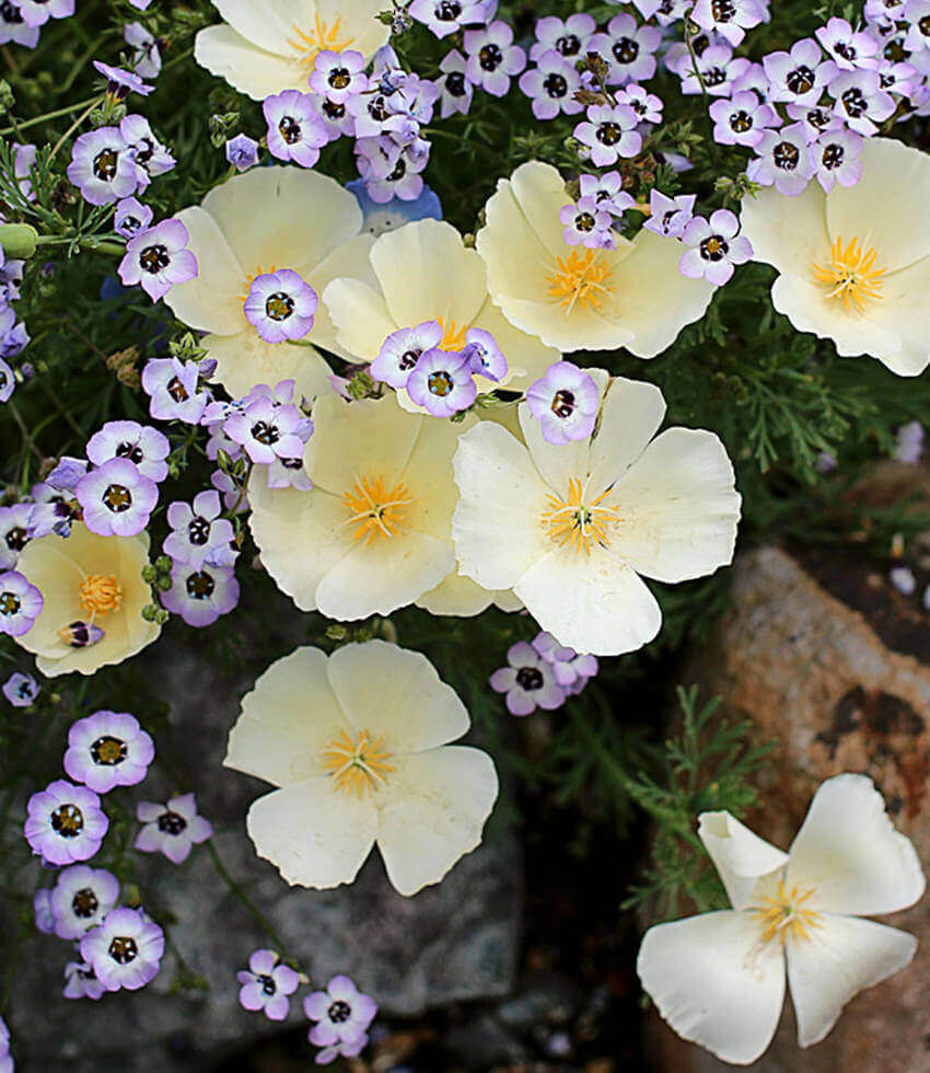 Eschscholzia Californica - Alba Grow Organic