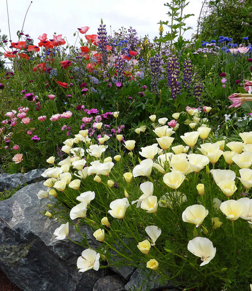 Eschscholzia Californica - Alba Grow Organic