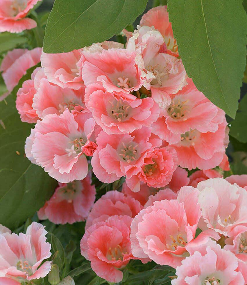 Clarkia amoena - Aurora Grow Organic