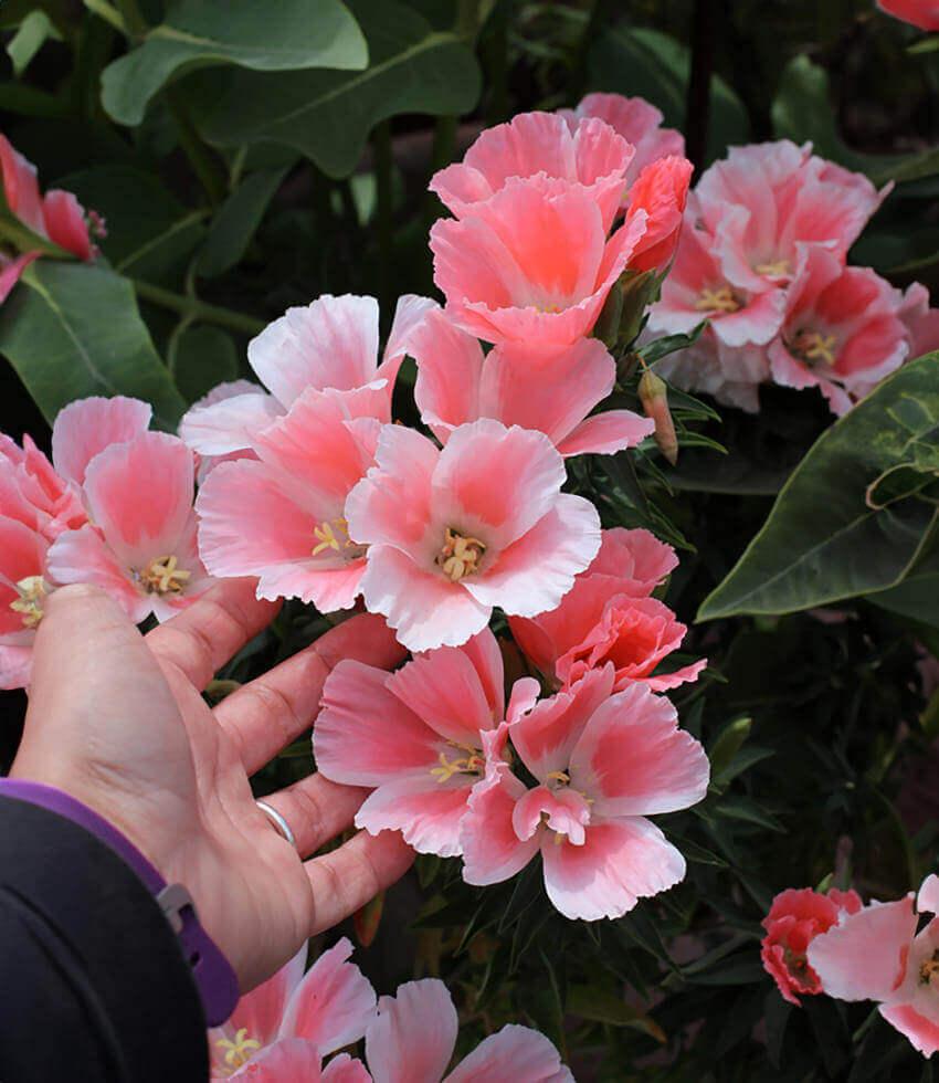 Clarkia amoena - Aurora Grow Organic