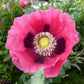 Papaver hybridum - Cupcake Grow Organic