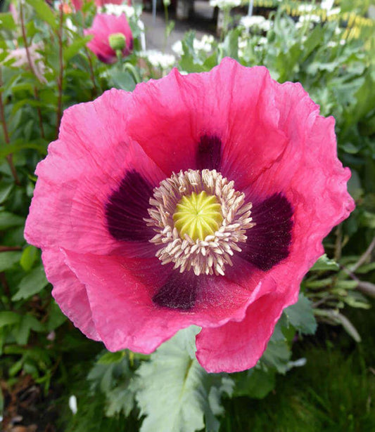 Papaver hybridum - Cupcake Grow Organic