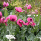 Papaver hybridum - Cupcake Grow Organic