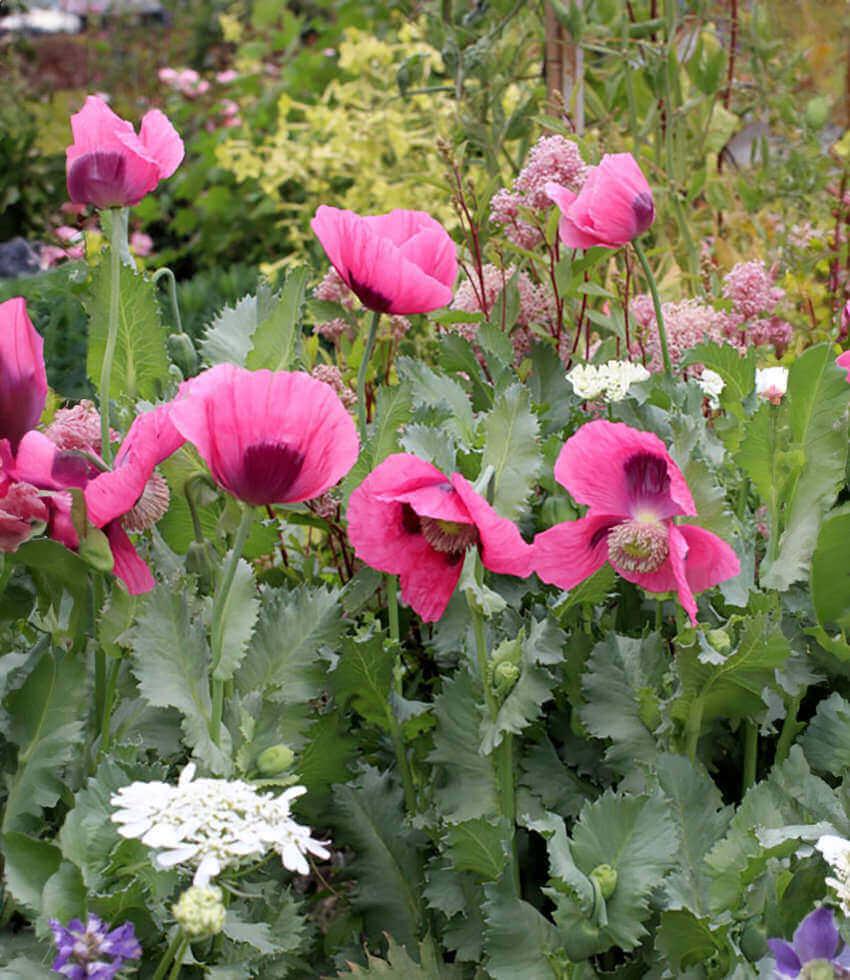 Papaver hybridum - Cupcake Grow Organic