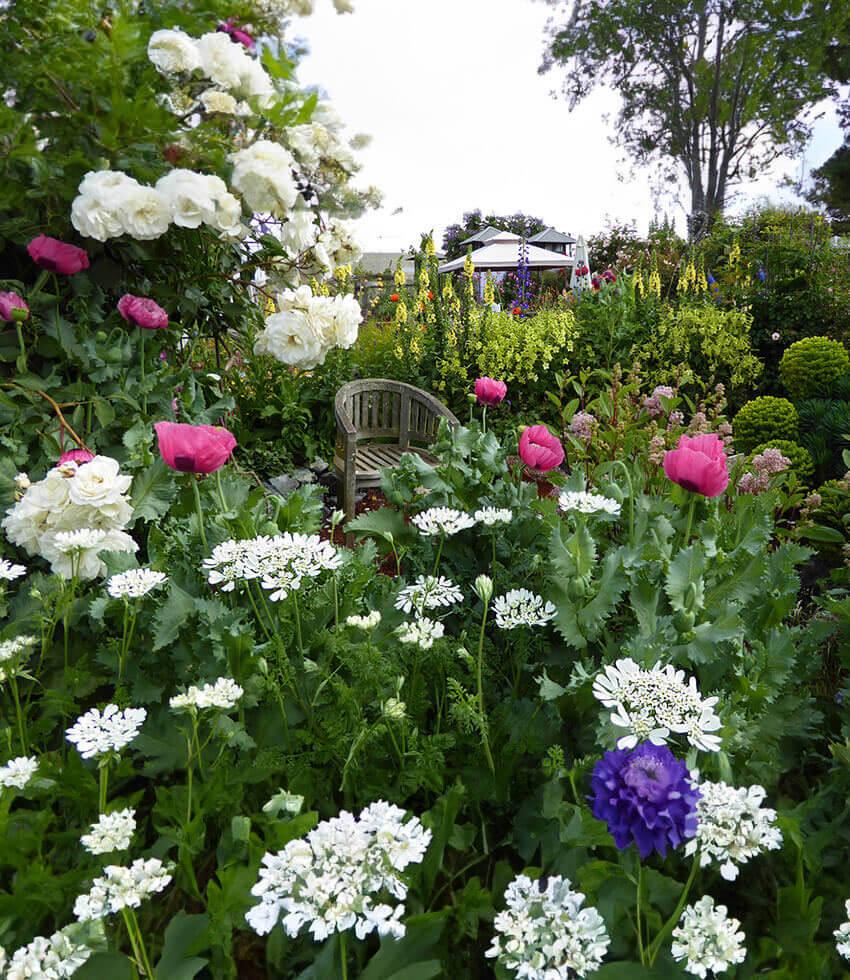 Papaver hybridum - Cupcake Grow Organic