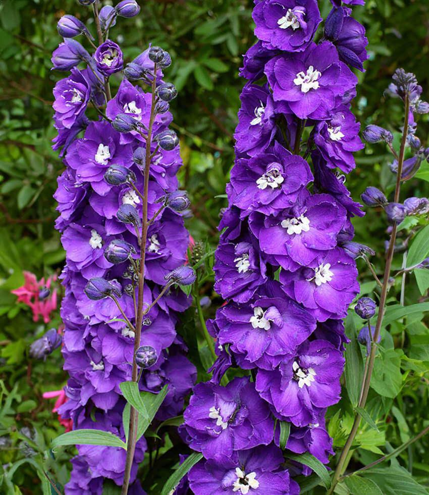 Delphinium elatum - Purple Passion Grow Organic