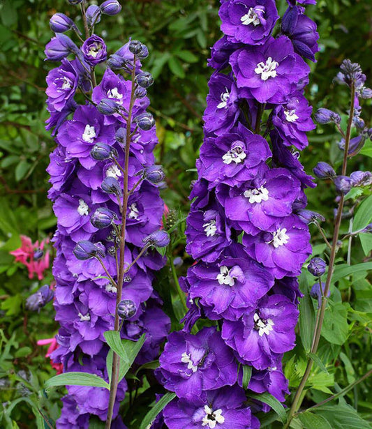 Delphinium elatum - Purple Passion Grow Organic