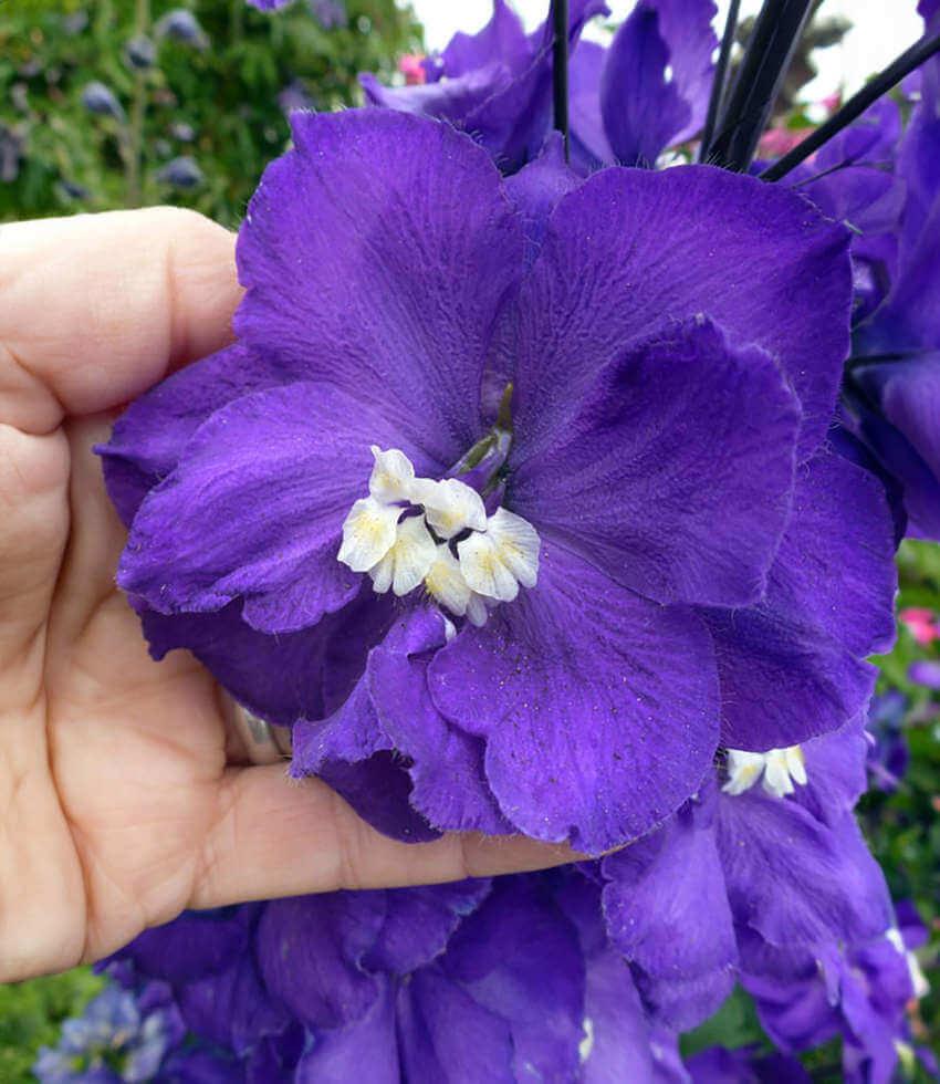 Delphinium elatum - Purple Passion Grow Organic