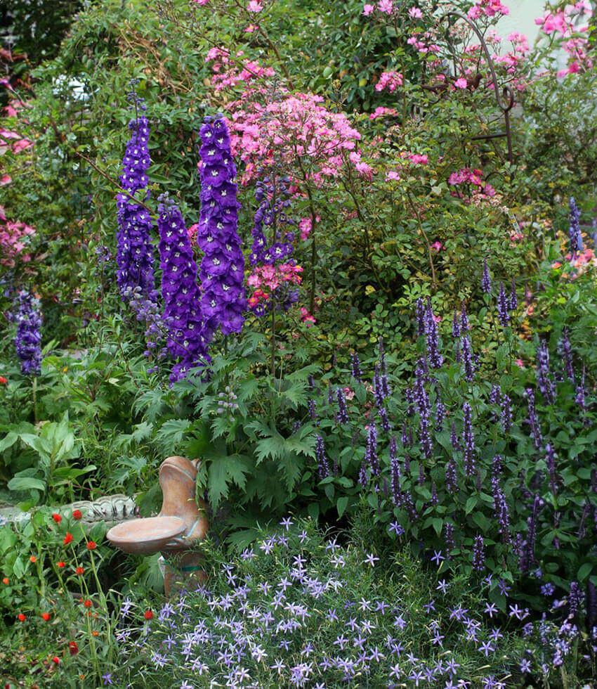 Delphinium elatum - Purple Passion Grow Organic