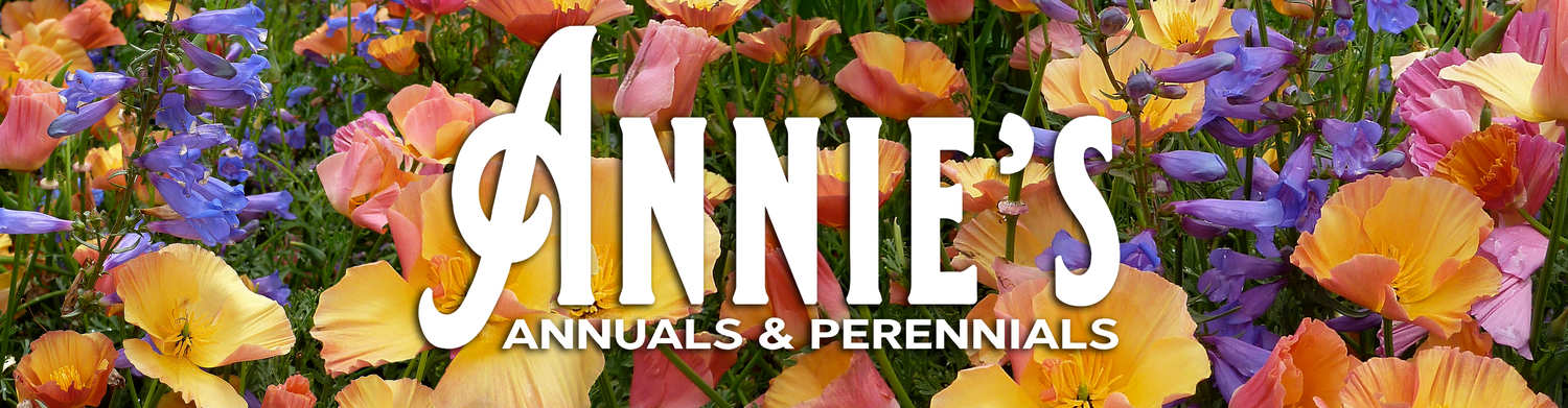 Colorful flowers with 'Annie's Annuals & Perennials' logo overlayed. Annie's annuals available exclusively online at groworganic