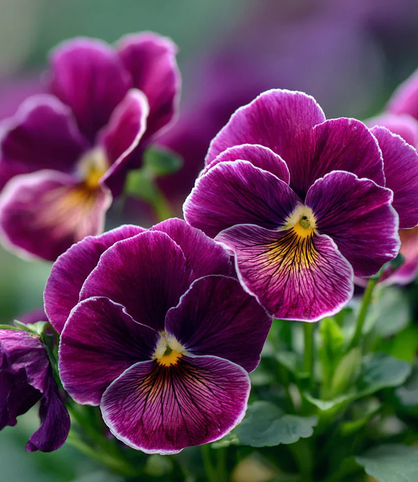 Viola - Nature Rose Picotee Annie's Annuals
