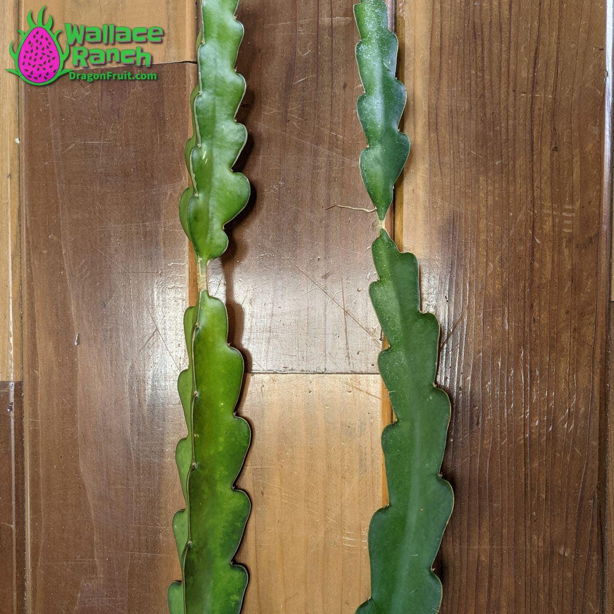 American Beauty Wallace Ranch Dragon Fruit