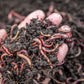 Scarlet's Worm Farm - 150 Composting Worms