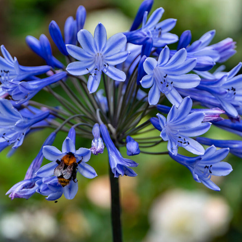 Agapanthus Blue (Pack of 2) - Grow Organic Agapanthus Blue (Pack of 2) Flower Bulbs
