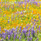 Field of orange, purple, and yellow wildflowers