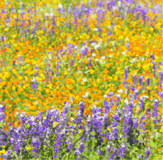 Peaceful Valley Almond Pollinator Mix (lb)