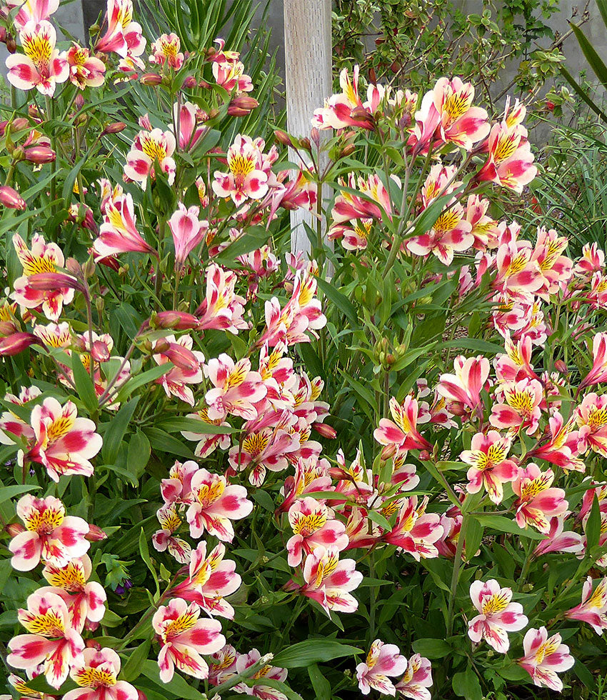 Alstroemeria - Tricolor – Grow Organic