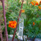 Aluminum Plant Tags (Box of 500) Grow Organic