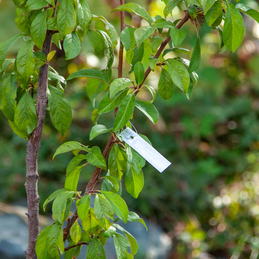 Aluminum Plant Tags (Bundle of 50) Grow Organic