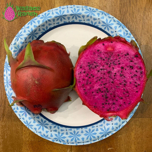 American Beauty Wallace Ranch Dragon Fruit