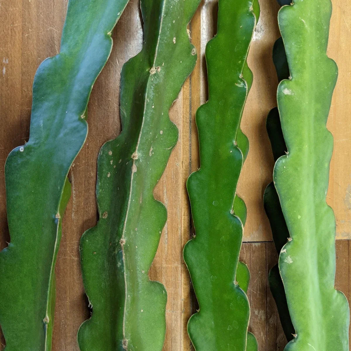 American Beauty Dragon Fruit cuttings