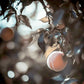 Arctic Supreme Peach Tree Grow Organic