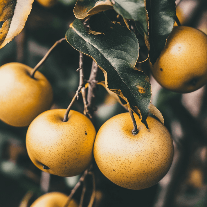 3 in 1 Asian Pear Tree | 3 in 1 Asian Pear Tree for Sale – Grow Organic