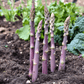 Asparagus Purple Passion sprouting