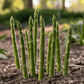 Asparagus Atlas Crowns (Bundle of 10) Grow Organic