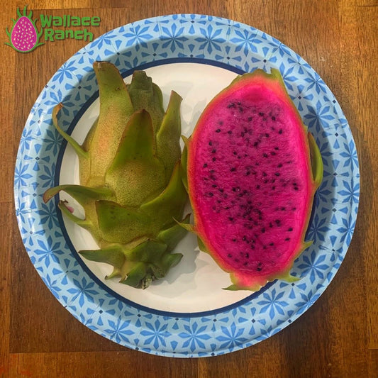Ax Wallace Ranch Dragon Fruit