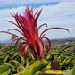 Dragon Fruit Bundle of 4 Cuttings Wallace Ranch Dragon Fruit
