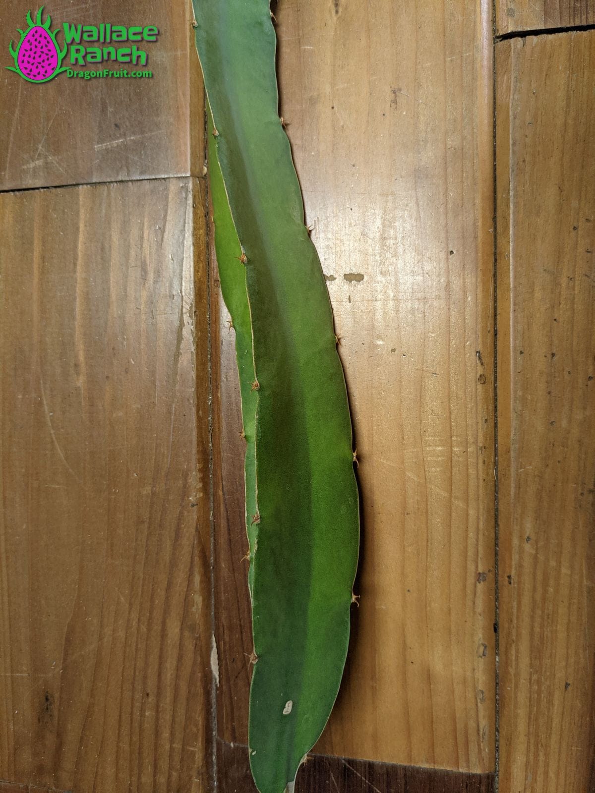 Ax Wallace Ranch Dragon Fruit