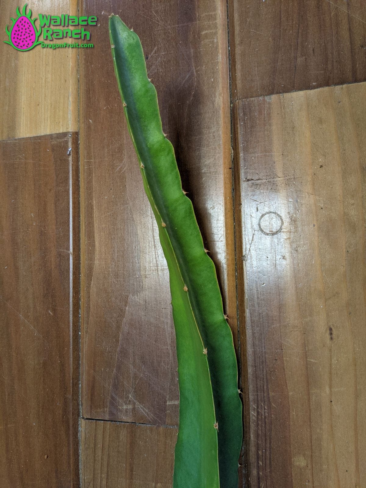 Ax Wallace Ranch Dragon Fruit