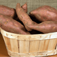 Beauregard Sweet Potato Slips - Grow Organic