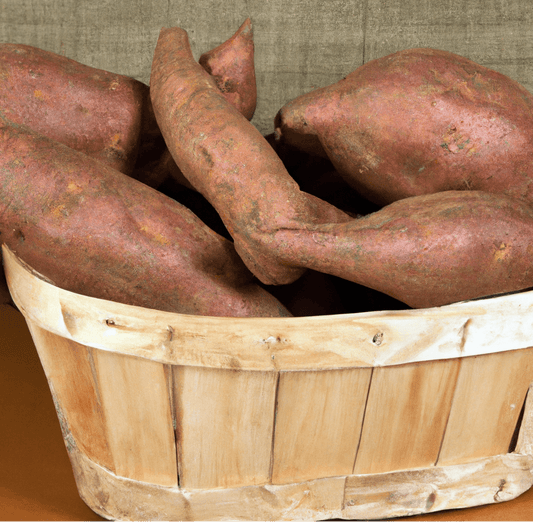 Beauregard Sweet Potato Slips