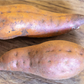 Beauregard Sweet Potato Slips