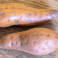 Beauregard Sweet Potato Slips - Grow Organic
