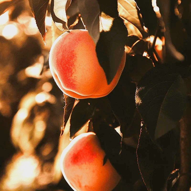 Belle of Georgia Peach Tree Grow Organic