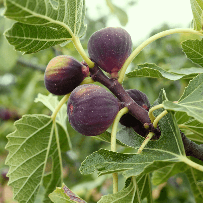 Black Jack Fig Tree - Grow Organic