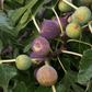 Black Mission Fig Tree - Grow Organic