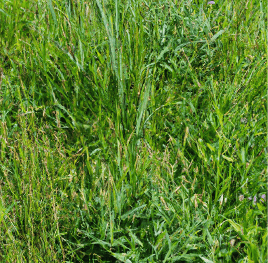 Peaceful Valley Bloat Resistant Farm Pasture Mix (lb)