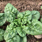 Organic Winter Greens Seeds Mix Hudson Valley Seed Co