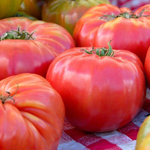 organic brandywine tomato plant 4.5 inch pot Brandywine Tomato Seeds (Organic)
