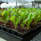 Organic Rainbow Chard
