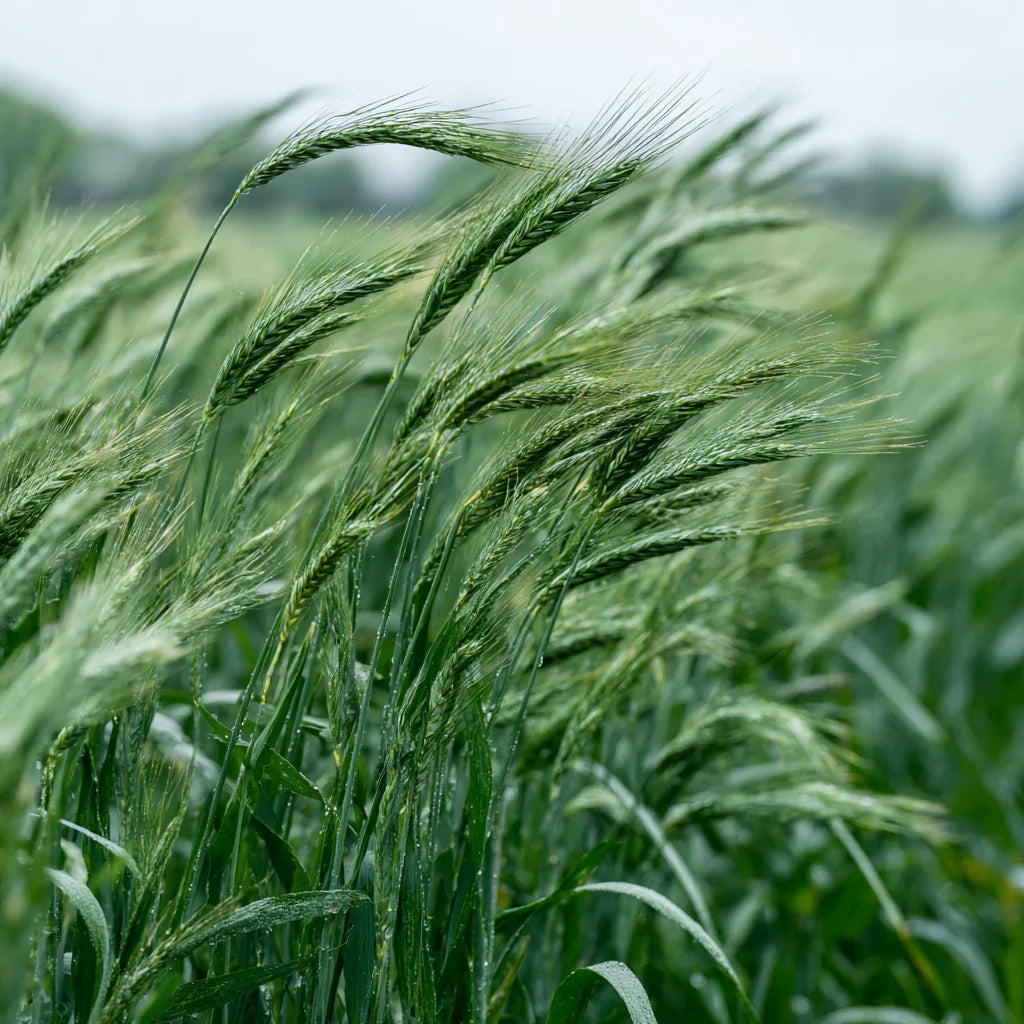 Cereal Rye Seed (Cold Hardy)
