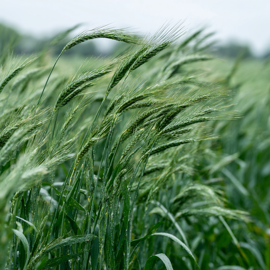 Cereal Rye Seed (Cold Hardy) (lb) Grow Organic