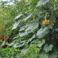 Freyr garden trellis Seattle Urban Farm